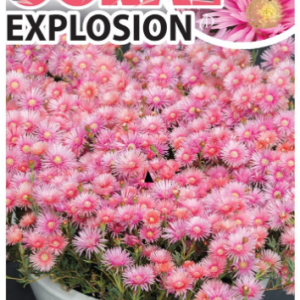 LAMPRANTHUS 'Coral Explosion'
