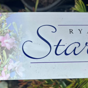 CROWEA exalata 'Ryan's Star'