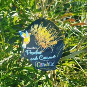 Grevilia 'Peaches and Cream'