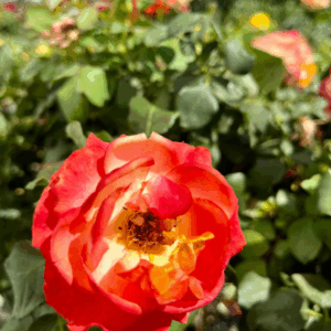 ROSE STANDARDS (POTTED)