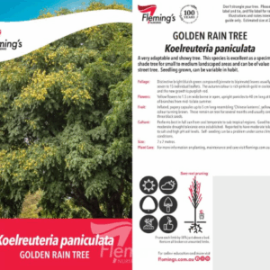 KOELREUTERIA paniculata (Golden Rain Tree)