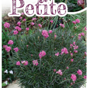 ARMERIA 'Ruby Petite'