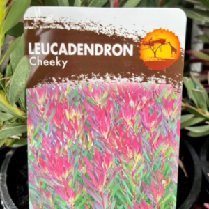 LEUCADENDRON 'Cheeky'