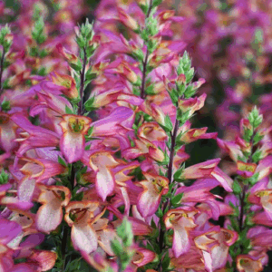 DIGIPLEXIS® Variety's