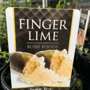 CITRUS Lime 'Finger Lime Pink Ice'