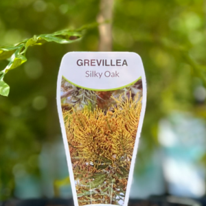 GREVILLEA robusta (Silky Oak)