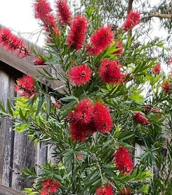 Callistemon sieberi 'Avenue Gully'