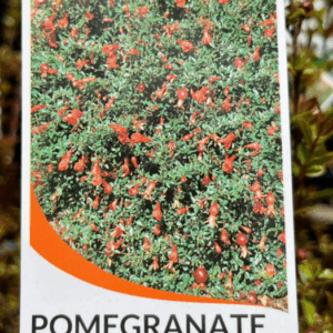 PUNICA granatum nana (Dwarf Pomegranate)