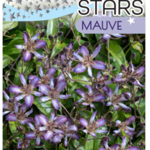 TRICYRTIS 'Mauve Shooting Stars Garden Orchid'