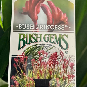 ANIGOZANTHOS 'Bush Princess' (Kangaroo Paw)
