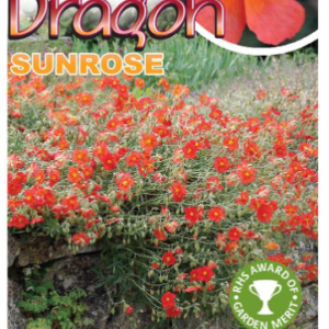 HELIANTHEMUM 'Fire Dragon Sunrose'