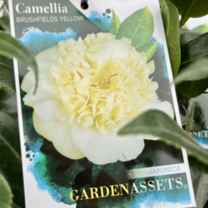 CAMELLIA japonica 'Brushfields Yellow'