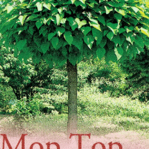CATALPA bignoniodes 'Nana' (Mop Top)