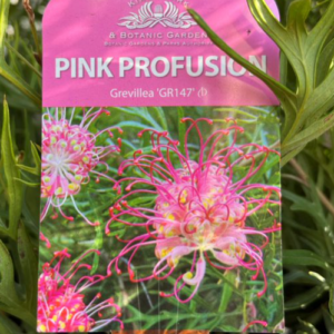 GREVILLEA hybrid 'Pink Profusion' PBR