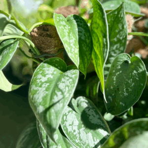 SCINDAPSUS pictus 'Silver Satin'