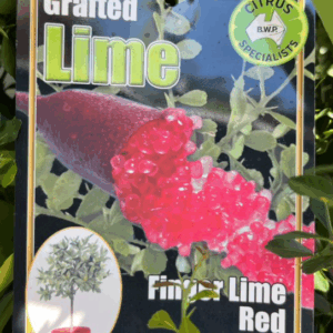CITRUS Lime 'Finger Lime Red'