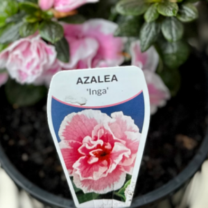 AZALEA 'Inga'