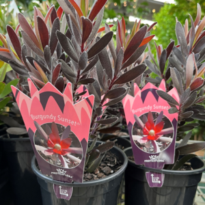 LEUCADENDRON 'Burgandy Sunset'
