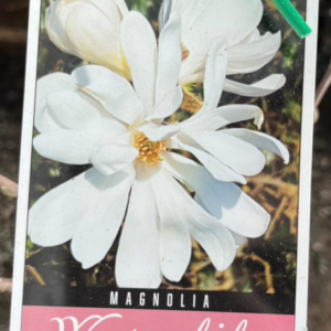 MAGNOLIA 'Waterlily'