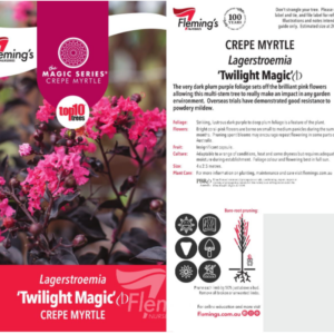 LAGERSTROEMIA 'Twilight Magic' (Crepe Myrtle)