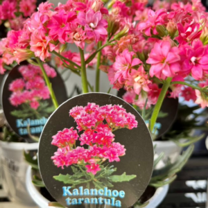 KALANCHOE Tarantula