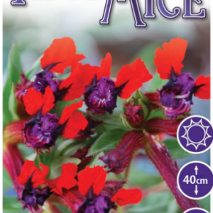 Cuphea ‘Tiny Mice’