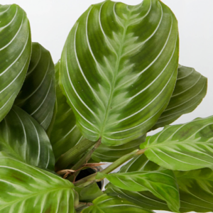 MARANTA massangeana 'Black'