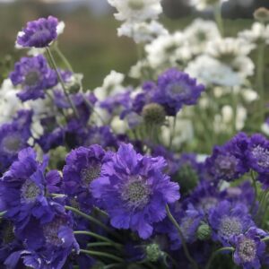 SCABIOSA 'Fama Blue'