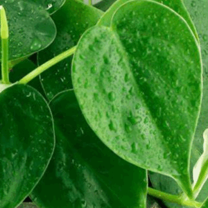 PHILODENDRON 'Cordatum'