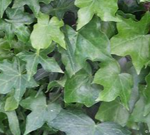 HEDERA Varieties (Ivy)