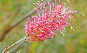 Grevillea 'Rasberry Dream'