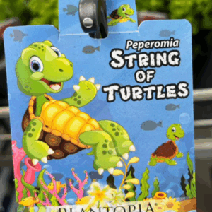 PEPEROMIA prostrata 'String of Turtles'
