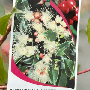 SYZYGIUM australe (Brush Cherry Lilly Pilly)
