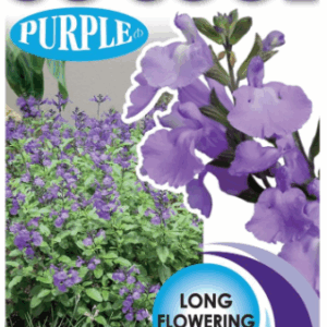 SALVIA 'So Cool Purple'