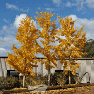 GINKGO biloba 'Princeton Sentry' (PNI2720)