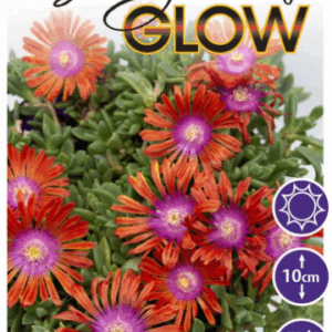 Delosperma Sunnymeade Glow