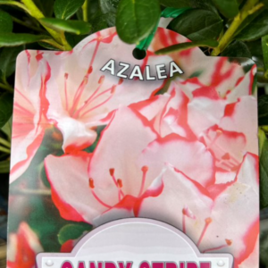 AZALEA indica 'Candy Stripe'