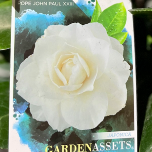 CAMELLIA japonica 'Pope John Paul XXIII'