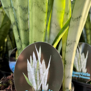 SANSEVERIA 'Silver Princess'