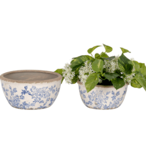 Pot blue flower shallow
