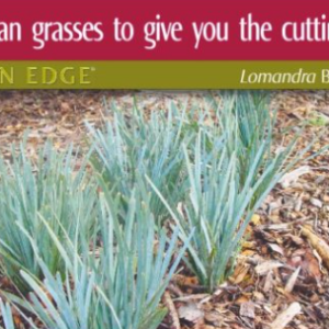 LOMANDRA glauca ‘Blue Ridge’