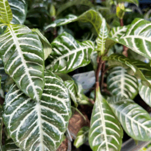 APHELANDRA 'Zebra Plant'