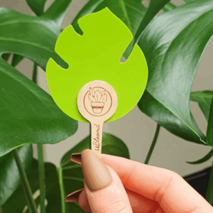Monstera Leaf Traps