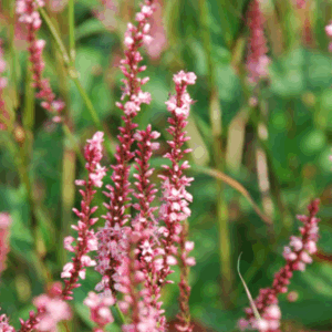 PERSICARIA amplexicaulis 'Fascination'
