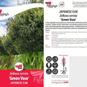 ZELKOVA 'Green Vase'