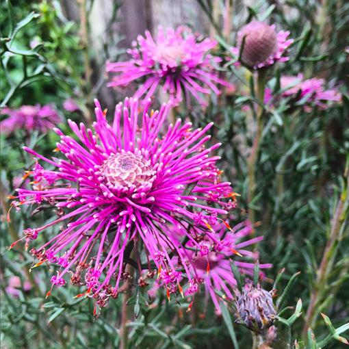 ISOPOGON formosus 'Grey Pink Sparkler'