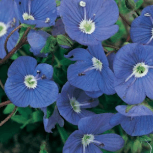 Veronica 'Oxford Blue'