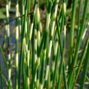 SCHOENOPLECTUS 'Zebrinus'
