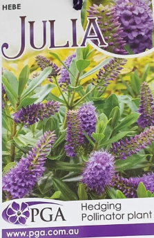 HEBE 'Julia'