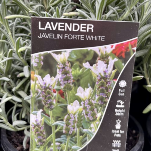 LAVENDER Javelin Forte 'Deep White'